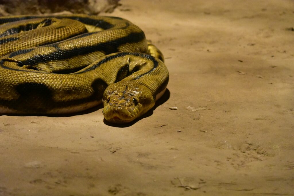 Durant votre voyage entre amis, vous pouvez être amenés à croiser des anacondas.