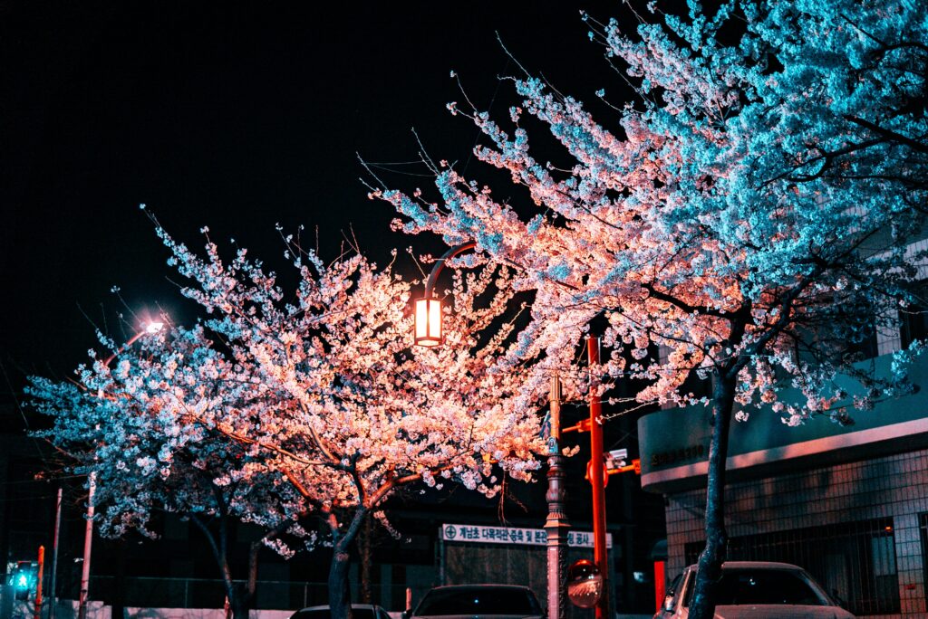 La floraison des cerisiers, entre fin mars et début avril, est un événement incontournable à Tokyo. Le voyage culturel est une tendance de voyage en 2023.